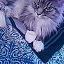 cat, fluffy, long_hair, pet, indoor, resting, blanket, pattern, blue, white, paw, closeup, feline, animal, cute, domestic, mammal, soft, relaxed, portrait