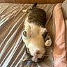 cat, bed, wooden_headboard, gray_bed_sheet, pink_blanket, relaxed, playful, indoor, pet, feline, domestic_animal, lying_down, white_fur, tabby_cat, paws_up, cute, fluffy, sleepy, cozy, home