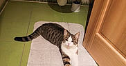 Poopie a rejoint le concours — aidez-le/la à gagner de superbes lots ! cat, bathroom, mat, tile_floor, green_floor, tabby_cat, white_cat, pet, animal, domestic_cat, flooring, door, wooden_door, toilet, bathroom_accessory, relaxed, resting, indoor, cute, fur