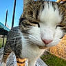 cat, close_up, outdoor, wood, grass, blue_sky, feline, tabby, whiskers, pink_nose, paw, animal, pet, nature, sunlight, daylight, fence, curious, close_range, portrait