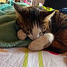 cat, sleeping, bed, blanket, paw, indoor, tabby_cat, resting, fur, cute, animal, pet, cozy, home, feline, soft, relaxed, colorful_bedspread, furniture, digital_overlay