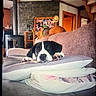 puppy, dog, couch, pillows, indoor, living_room, wooden_beams, stone_wall, cozy, resting, pet, domestic, furniture, blanket, stairs, house, canine, relaxing, comfortable, home