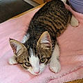 Lilou A.