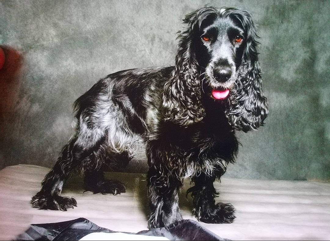 Miel participe au concours pour gagner de l'argent avec cette photo : canidae, carnivore, cocker_spaniel, companion_dog, dog, dog_breed, fur, gun_dog, hunting_dog, liver, spaniel, sporting_group, tail, terrestrial_animal, water_dog, working_animal, working_dog