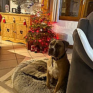Baki a rejoint le concours — aidez-le/la à gagner de superbes lots ! dog, christmas_tree, holiday_decor, living_room, furniture, decorations, lights, pet_bed, window, curtains, wooden_cabinet, floor_tiles, indoor, festive, cozy, animal, brown_dog, collar, relaxed, home