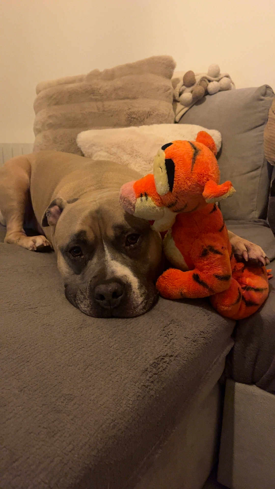 Baki a rejoint le concours — aidez-le/la à gagner de superbes lots ! dog, plush_toy, couch, living_room, sleepy, brown_dog, stuffed_tiger, pet, cozy, soft_lighting, home, furniture, pillow, relaxing, companion, animal, indoor, resting, cute, friendship