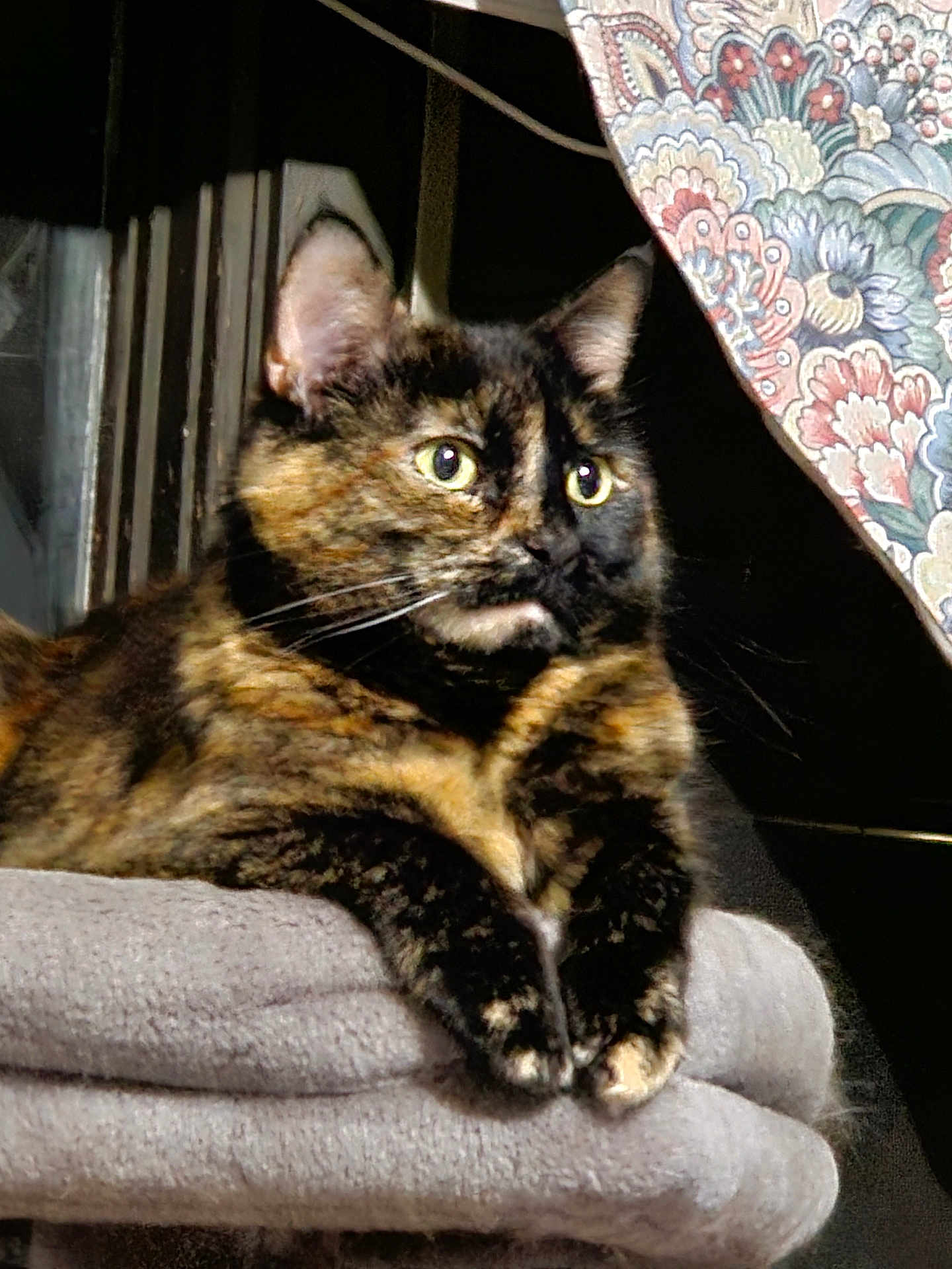 Eve is registered to the contest to win money with this photo: cat, tortoiseshell, pet, animal, indoor, blanket, curtain, feline, fur, whiskers, ears, paws, relaxed, cozy, home, soft, resting, looking, alert, closeup