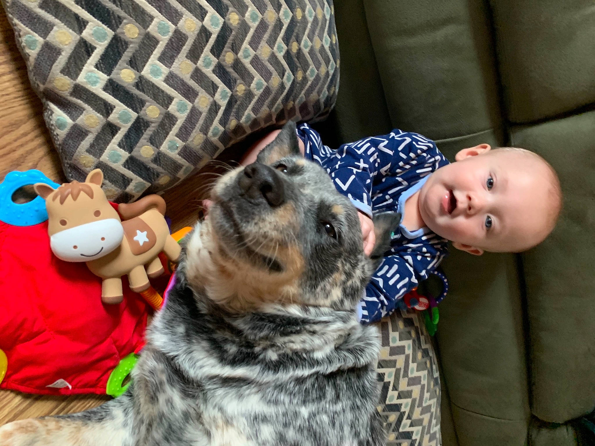 Wilder is registered to the contest to win money with this photo: carnivore, child, comfort, companion_dog, dog_breed, fawn, felidae, fur, grass, happy, mammal, person, sitting, small_to_medium_sized_cats, smile, snout, textile, toddler, toy, vertebrate