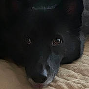 Sonny joined the competition — help win amazing prizes! animal, beige, black_dog, canine, close_up, companion, dog, ears, expression, eyes, face, fur, indoor, looking, lying_down, muzzle, pet, portrait, resting, texture