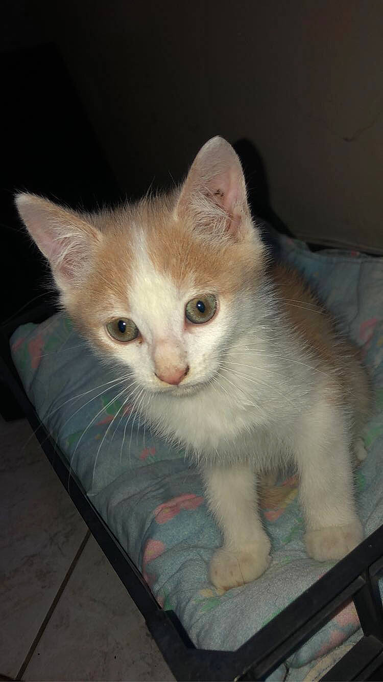 Rosty participe au concours pour gagner de l'argent avec cette photo : box, carnivore, cat, cat_furniture, claw, domestic_short_haired_cat, eye, fawn, felidae, fur, paw, pet_supply, small_to_medium_sized_cats, snout, tail, whiskers