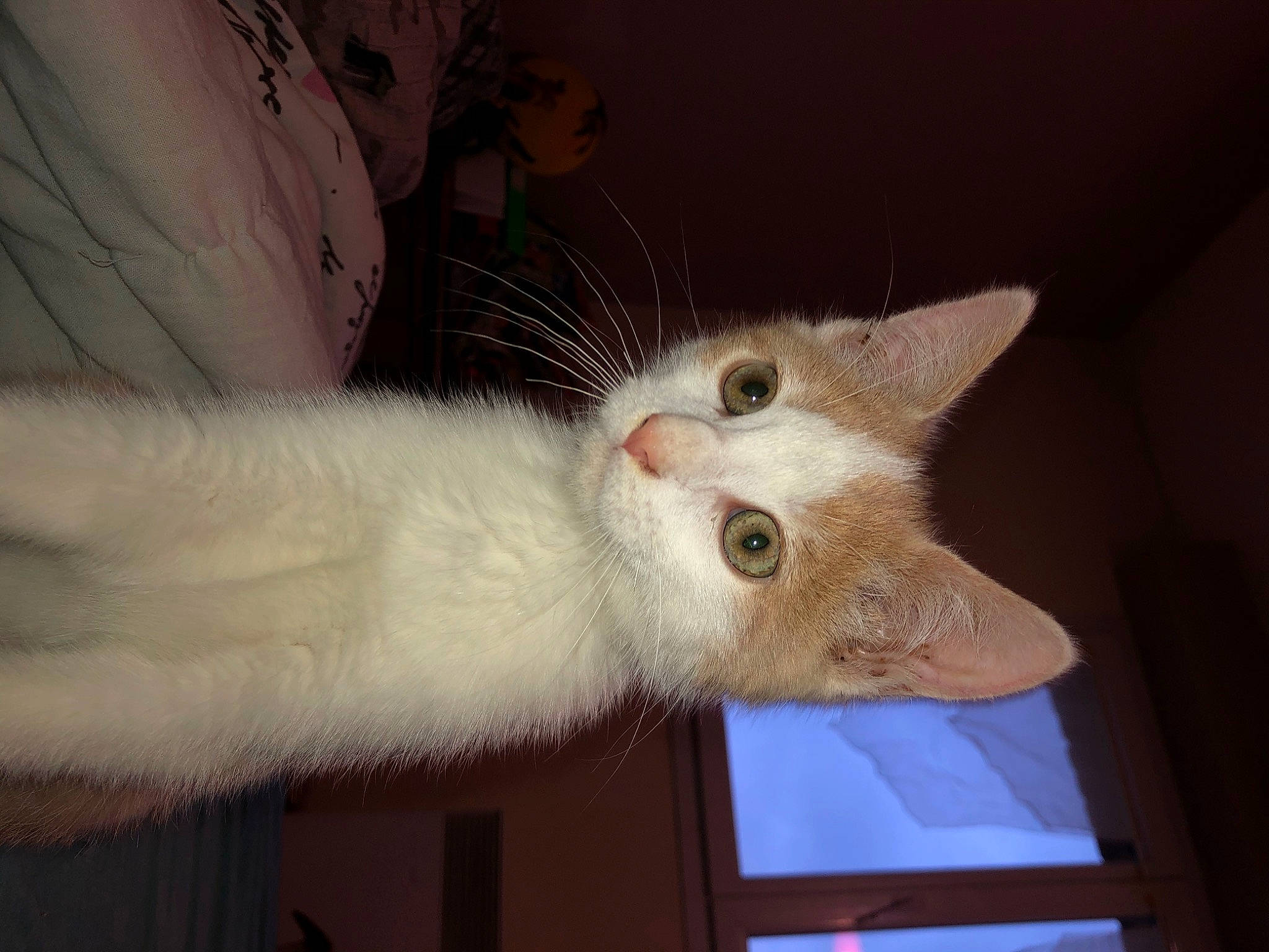 Rosty a rejoint le concours — aidez-le/la à gagner de superbes lots ! balinese, carnivore, cat, claw, domestic_short_haired_cat, ear, eye, fawn, felidae, fur, paw, small_to_medium_sized_cats, snout, tail, thai, whiskers, wood