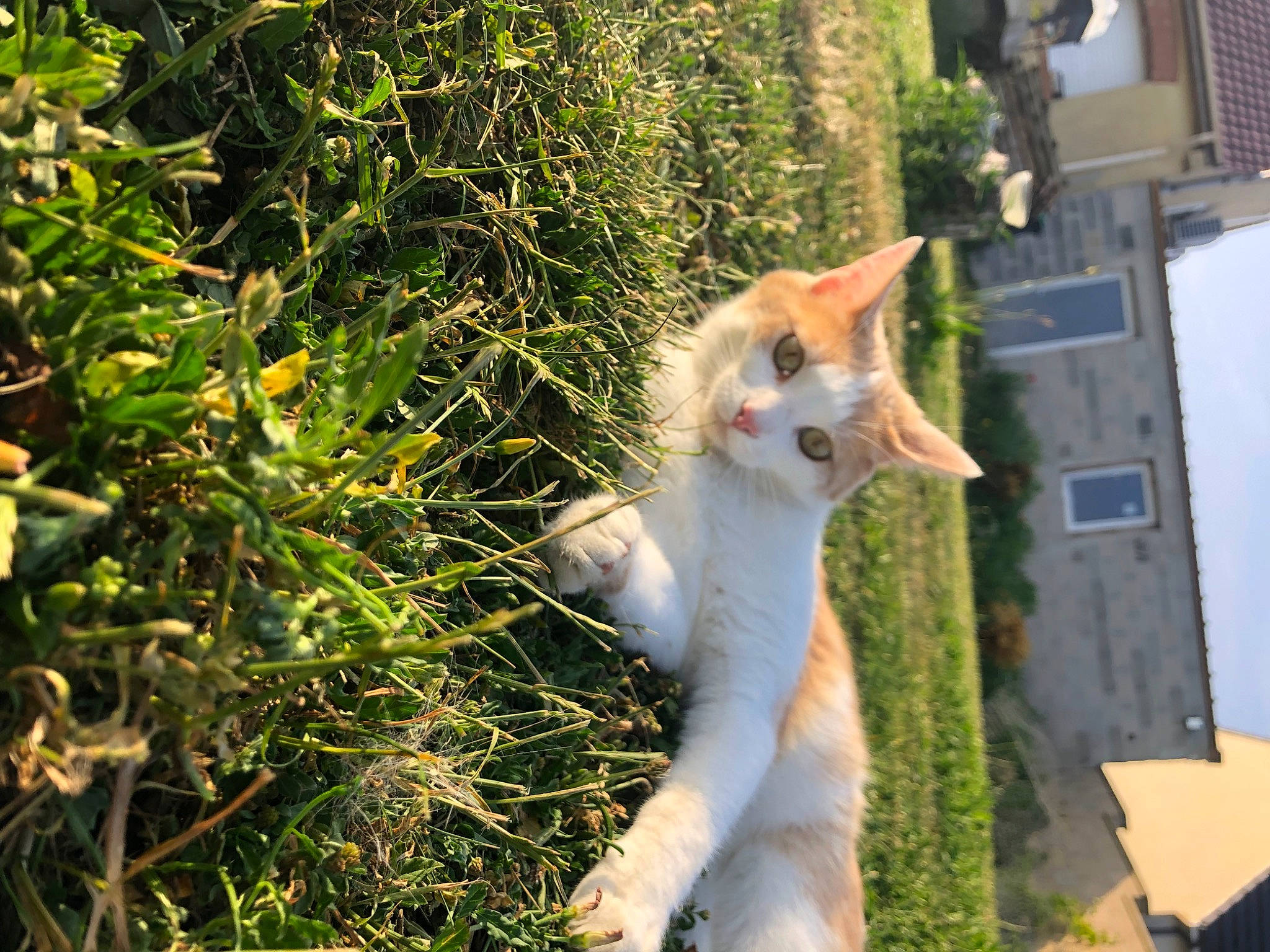 Rosty a rejoint le concours — aidez-le/la à gagner de superbes lots ! building, canidae, carnivore, cat, companion_dog, domestic_short_haired_cat, fawn, felidae, fur, grass, plant, shrub, small_to_medium_sized_cats, snout, sporting_group, sunlight, tail, tree, whiskers, wood