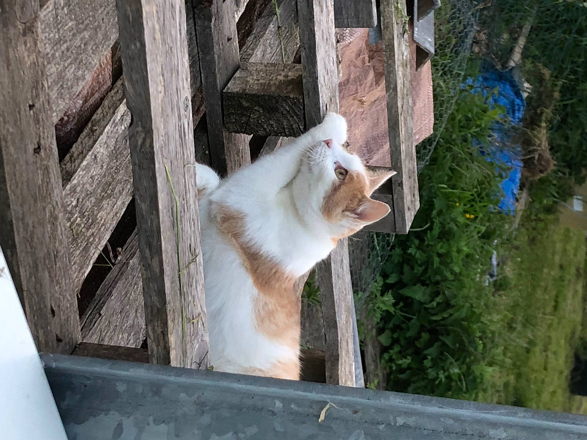 Rosty a rejoint le concours — aidez-le/la à gagner de superbes lots ! carnivore, cat, fawn, felidae, fur, goats, grass, livestock, plant, small_to_medium_sized_cats, tail, terrestrial_animal, tree, vertebrate, whiskers, wildlife, window, wood, working_animal