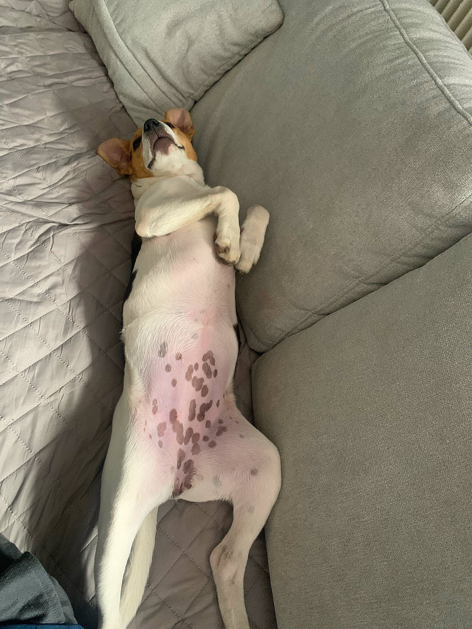 Shelby a rejoint le concours — aidez-le/la à gagner de superbes lots ! bedding, canidae, carnivore, comfort, companion_dog, dog, dog_breed, fawn, fur, human_leg, knee, linens, nap, paw, snout, sporting_group, tail, thigh, toy_dog, working_animal