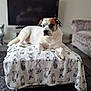 Louie is registered to the contest to win money with this photo: dog, pet, living_room, blanket, ottoman, furniture, indoor, canine, relaxed, white_dog, brown_patch, carpet, television, decor, cozy, home, resting, animal, companion, domestic