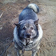 Smokey joined the competition — help win amazing prizes! alone, animal, black, brown, canine, chain, curled_tail, daylight, dirt, dog, ears, fur, grey, ground, looking_up, nature, outdoor, paws, pet, white