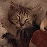 cat, sleeping, cozy, blanket, fluffy, plush_toy, pet, feline, resting, cute, domestic_animal, fur, whiskers, indoor, closeup, calm, comfort, animal, soft, nap