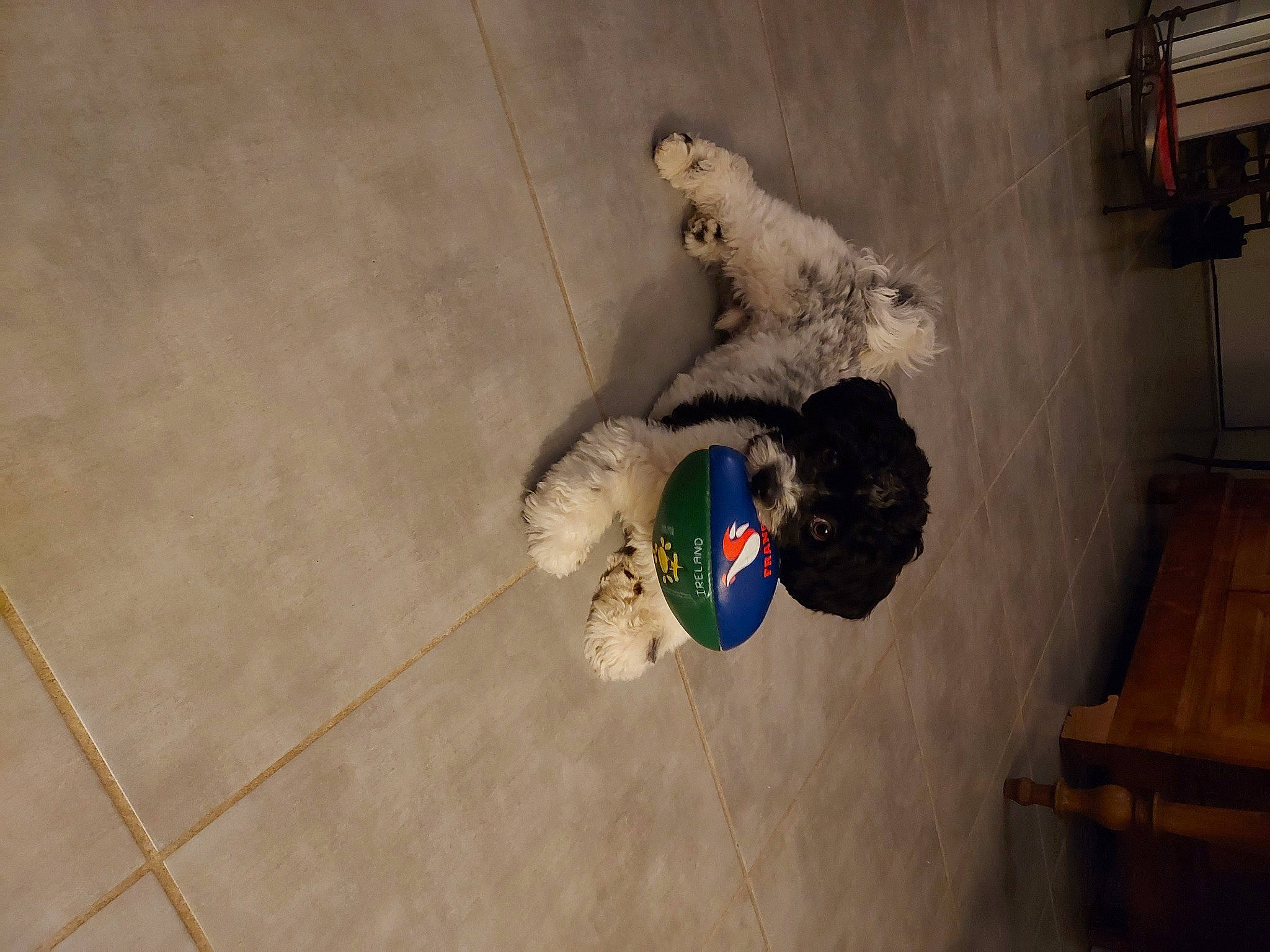 Sony participe au concours pour gagner de l'argent avec cette photo : art, ball, concrete, floor, flooring, fun, fur, glove, hardwood, personal_protective_equipment, plaster, room, shelf, teddy_bear, toy, tree, visual_arts, wood