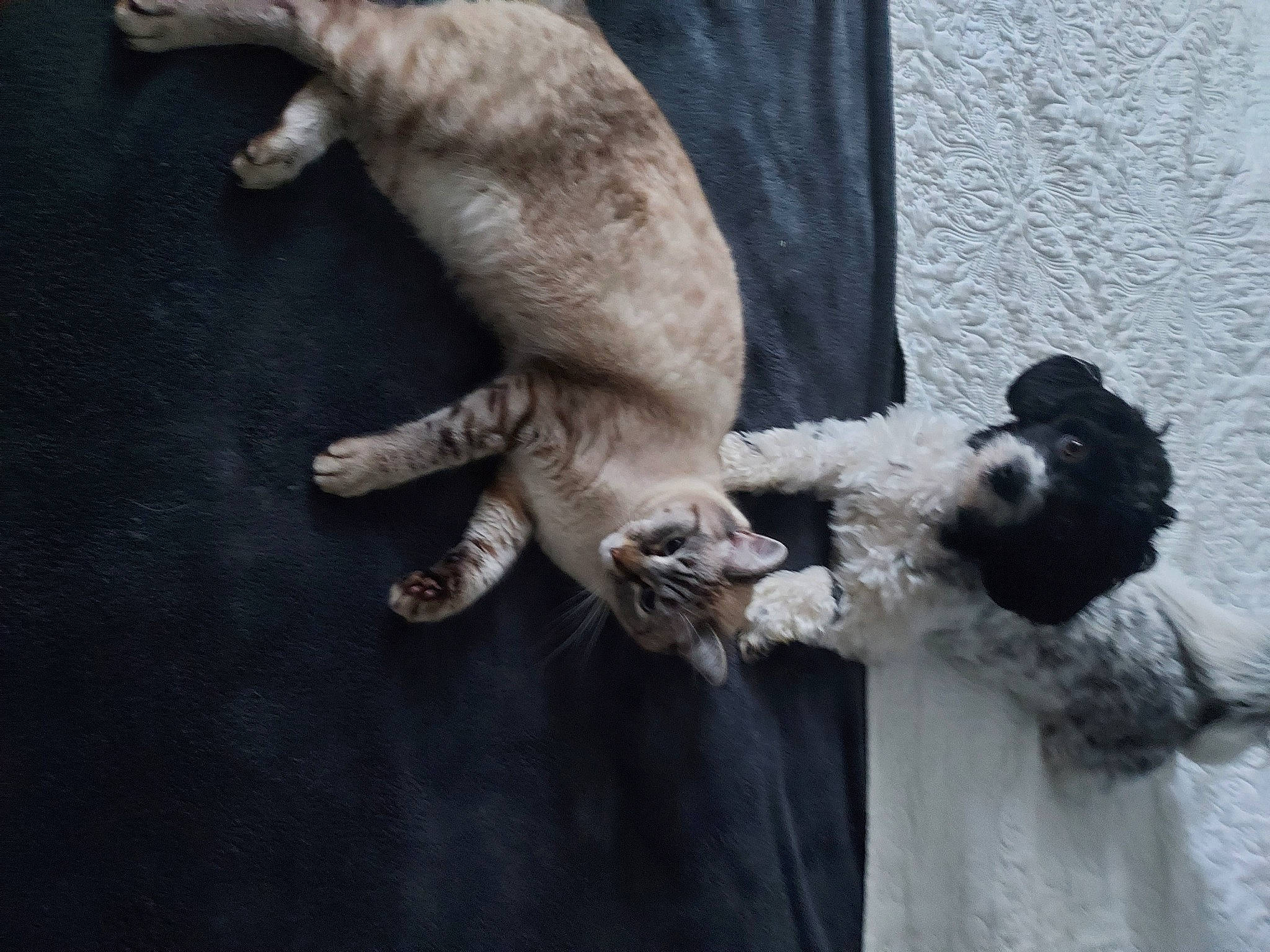 Sony a rejoint le concours — aidez-le/la à gagner de superbes lots ! canidae, carnivore, cat, claw, collar, companion_dog, dog_breed, dog_collar, domestic_short_haired_cat, fawn, felidae, fur, mammal, paw, small_to_medium_sized_cats, snout, sporting_group, tail, vertebrate, whiskers