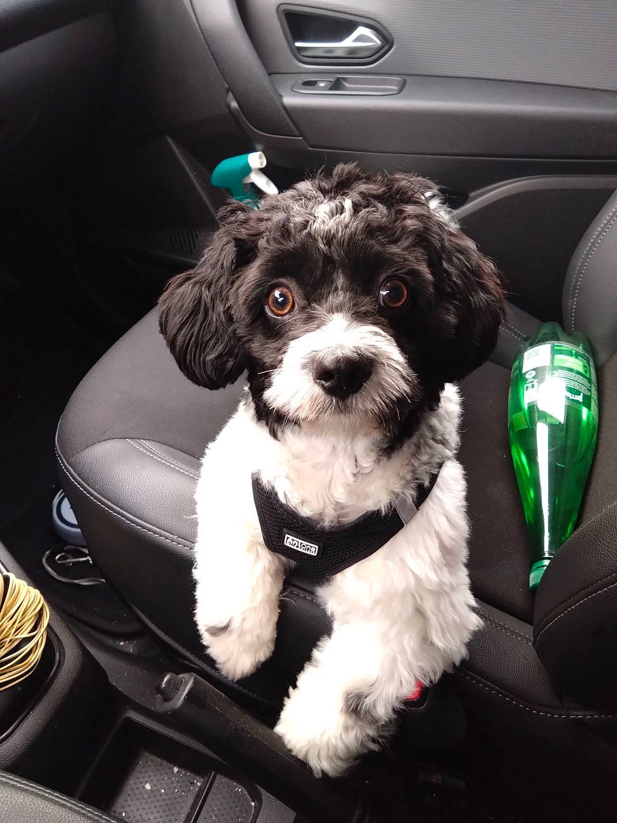 Sony a rejoint le concours — aidez-le/la à gagner de superbes lots ! auto_part, automotive_design, automotive_exterior, car, car_seat, car_seat_cover, carnivore, companion_dog, dog, dog_breed, dog_collar, family_car, motor_vehicle, personal_luxury_car, seat_belt, snout, sporting_group, toy_dog, vehicle, vehicle_door