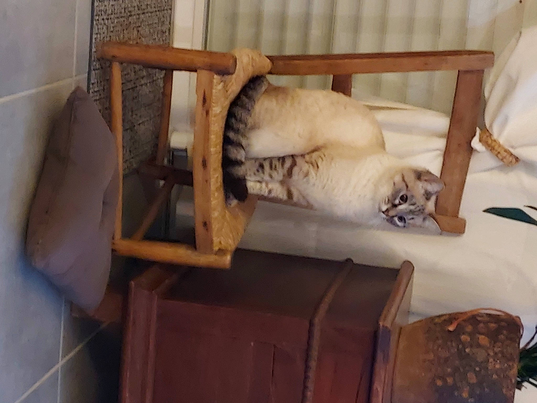 Sushie a rejoint le concours — aidez-le/la à gagner de superbes lots ! animal_shelter, big_cats, carnivore, cat, comfort, companion_dog, dog_breed, domestic_short_haired_cat, fawn, felidae, fur, hardwood, pet_supply, room, small_to_medium_sized_cats, tail, terrestrial_animal, tiger, whiskers, wood