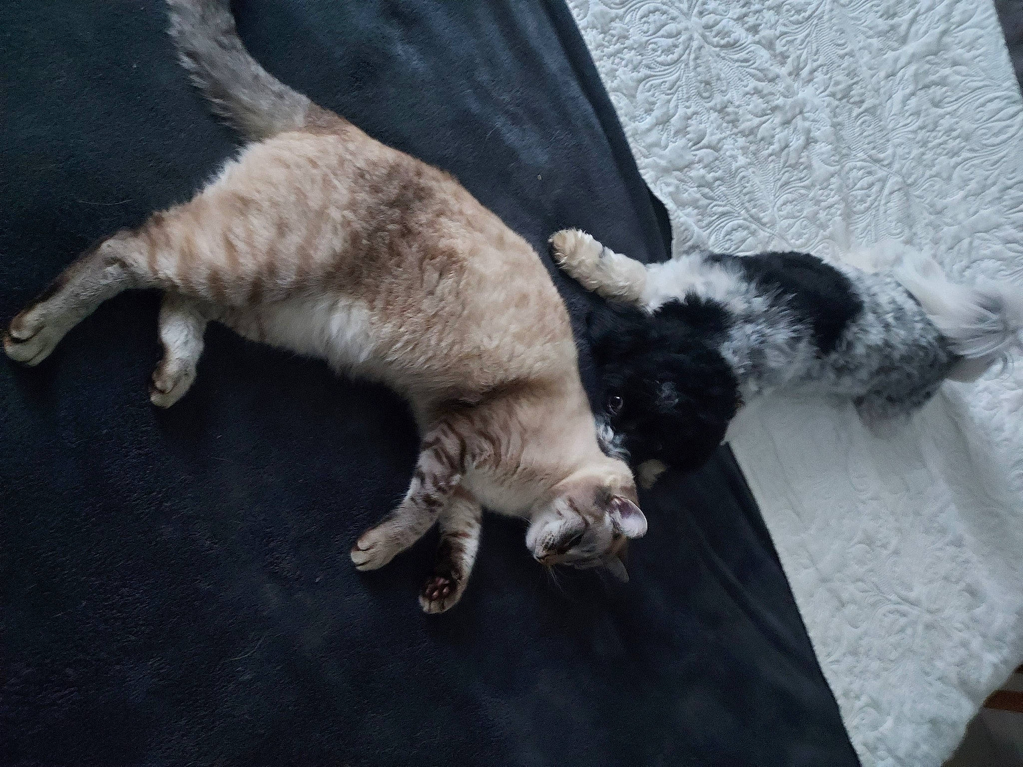 Sushie participe au concours pour gagner de l'argent avec cette photo : canidae, carnivore, cat, claw, comfort, companion_dog, dog_breed, domestic_short_haired_cat, fawn, felidae, flooring, fur, nap, paw, small_to_medium_sized_cats, snout, sporting_group, tail, whiskers, wood