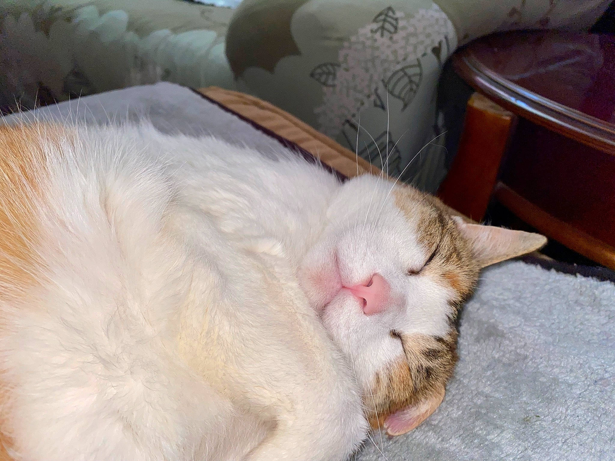 Tabby joined the competition — help win amazing prizes! carnivore, cat, cat_supply, claw, comfort, domestic_short_haired_cat, fang, fawn, felidae, fur, linens, nap, paw, pet_supply, pillow, sleep, small_to_medium_sized_cats, snout, tail, whiskers