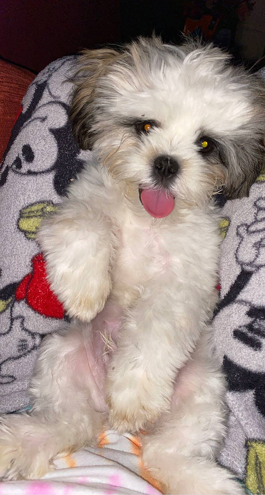 Marco joined the competition — help win amazing prizes! canidae, carnivore, cockapoo, companion_dog, dog, dog_breed, dog_supply, fur, mal_shi, maltepoo, poodle_crossbreed, puppy_love, shih_poo, small_terrier, snout, sporting_group, terrier, toy_dog, water_dog, working_animal