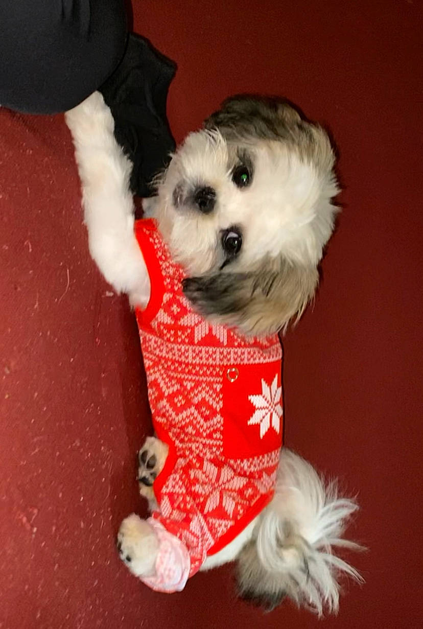 Marco joined the competition — help win amazing prizes! ball, canidae, carnivore, companion_dog, dog, dog_breed, dog_clothes, dog_supply, fawn, fur, puppy_love, shih_poo, small_terrier, snout, sporting_group, sports_equipment, stuffed_toy, toy, toy_dog, working_animal