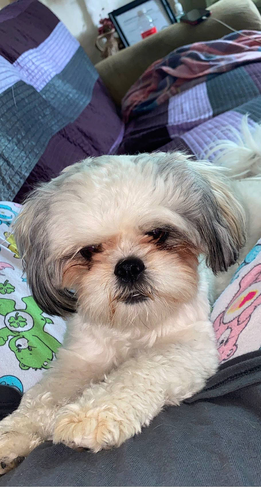 Marco joined the competition — help win amazing prizes! canidae, carnivore, companion_dog, dog, dog_breed, dog_supply, fur, mal_shi, maltepoo, plaid, puppy, shih_poo, shih_tzu, small_terrier, snout, sporting_group, tartan, terrier, toy_dog, working_animal