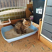Abby participe au concours pour gagner de l'argent avec cette photo : animal, cage, cardboard, carpet, cat, curious, domestic, drawer_unit, feline, floor, household, indoor, kitten, litter_box, pet, sand, small_animal, tabby, trash_bin, young
