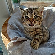 Abby a rejoint le concours — aidez-le/la à gagner de superbes lots ! kitten, cat, tabby, feline, pet, young, fur, whiskers, eyes, mouth, blanket, cozy, wood, indoor, cute, animal, small, soft, sleepy, resting