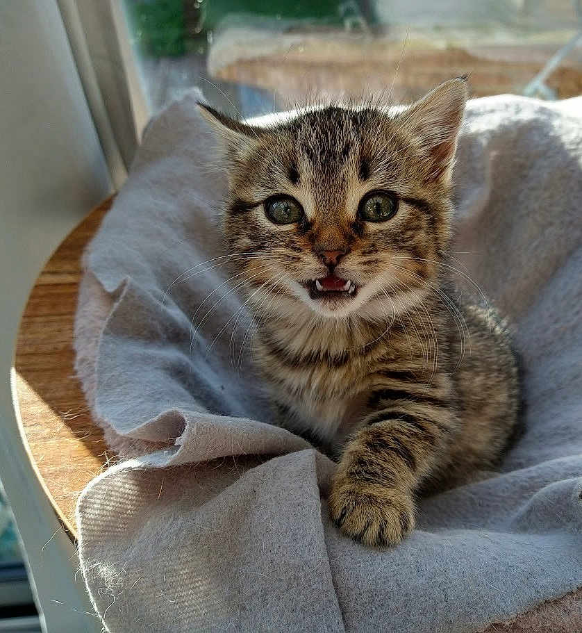 Abby a rejoint le concours — aidez-le/la à gagner de superbes lots ! kitten, cat, tabby, feline, pet, young, fur, whiskers, eyes, mouth, blanket, cozy, wood, indoor, cute, animal, small, soft, sleepy, resting