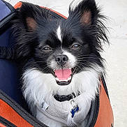 Mookie is registered to the contest to win money with this photo: dog, black_and_white, small_dog, fluffy_fur, pet, smiling, tongue_out, bag, zipper, collar, tag, close_up, outdoor, happy, cute, animal, canine, portrait, furry, friendly