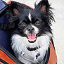 dog, black_and_white, small_dog, fluffy_fur, pet, smiling, tongue_out, bag, zipper, collar, tag, close_up, outdoor, happy, cute, animal, canine, portrait, furry, friendly