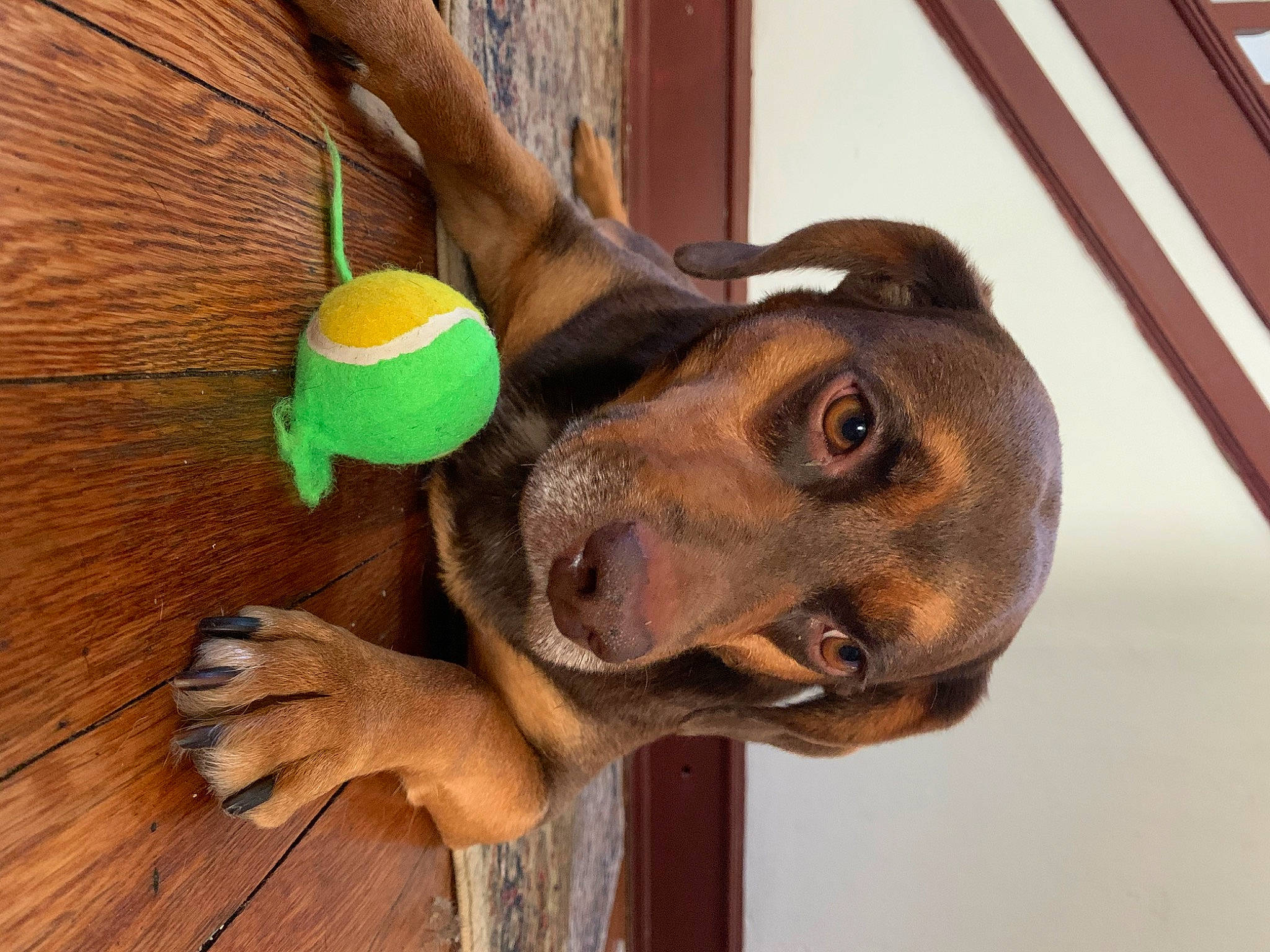 Deuce joined the competition — help win amazing prizes! canidae, carnivore, dog, dog_breed, dog_toy, ear, fawn, nose, snout, sporting_group, tennis_ball, vizsla, weimaraner, wood