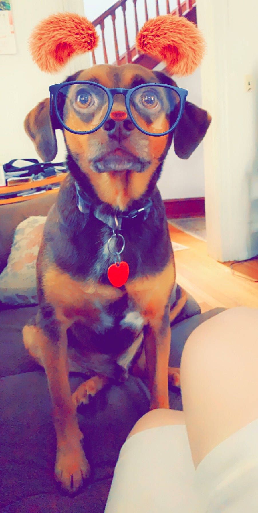 Deuce joined the competition — help win amazing prizes! canidae, carnivore, companion_dog, cool, dog, dog_breed, ear, eyewear, fawn, glasses, photography, puppy, selfie, snout, sunglasses