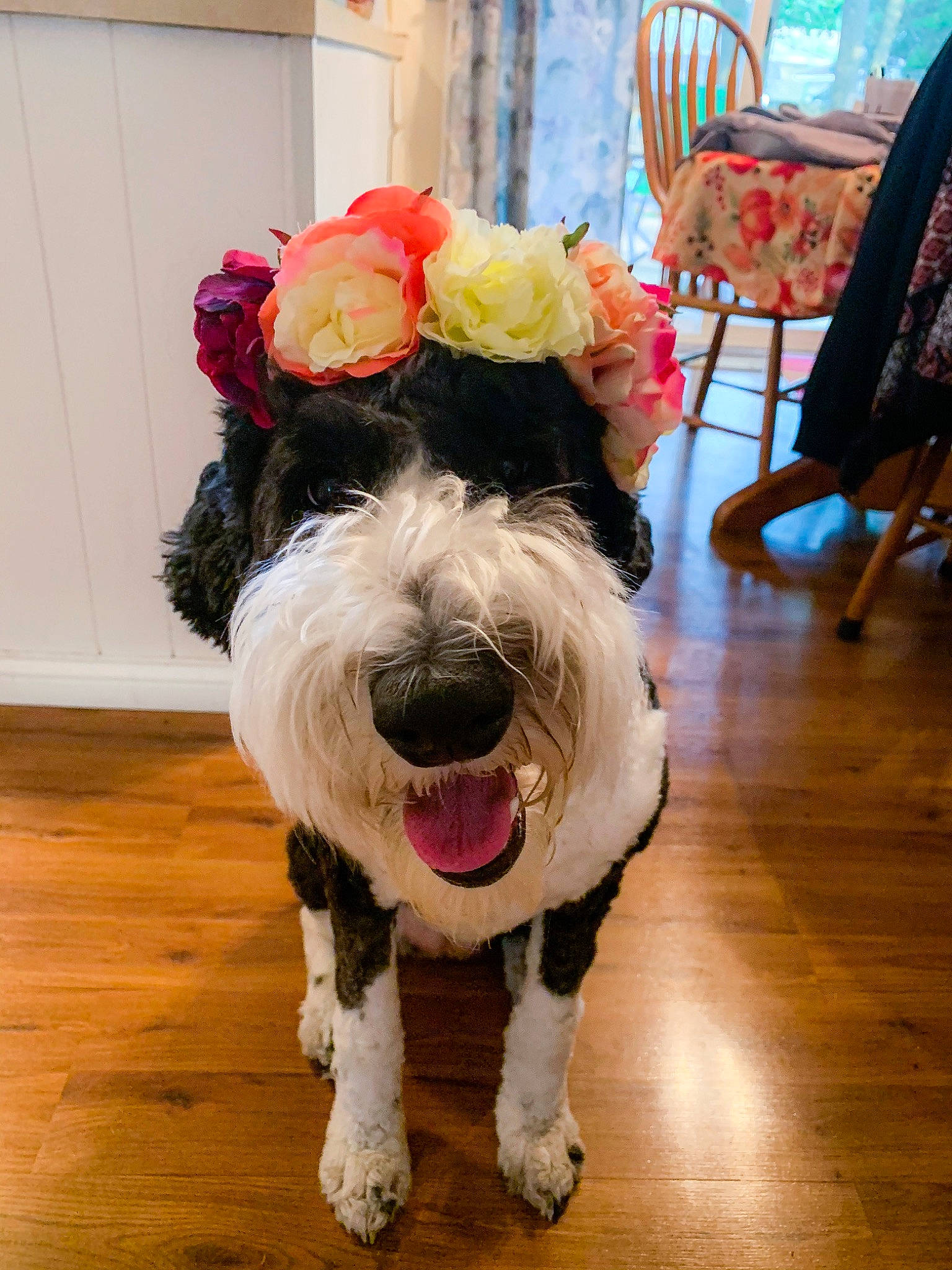 Winifred Irene joined the competition — help win amazing prizes! canidae, carnivore, companion_dog, dog, dog_breed, floor, flooring, fur, hardwood, laminate_flooring, rose, snout, terrier, tongue, toy_dog, varnish, wood, wood_flooring, wood_stain, working_animal