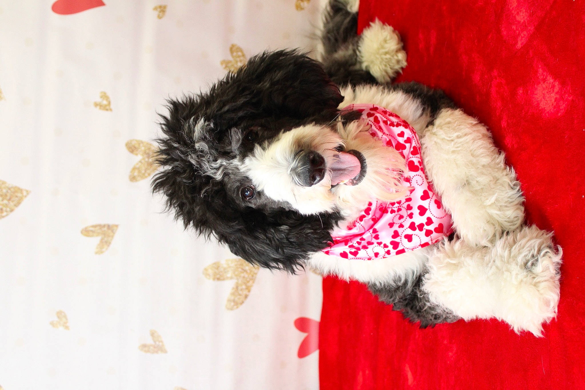 Winifred Irene joined the competition — help win amazing prizes! animal_product, canidae, carmine, carnivore, companion_dog, coquelicot, dog, dog_breed, fur, natural_material, paw, plush, snout, sporting_group, stuffed_toy, textile, tongue, toy, wallpaper, working_animal