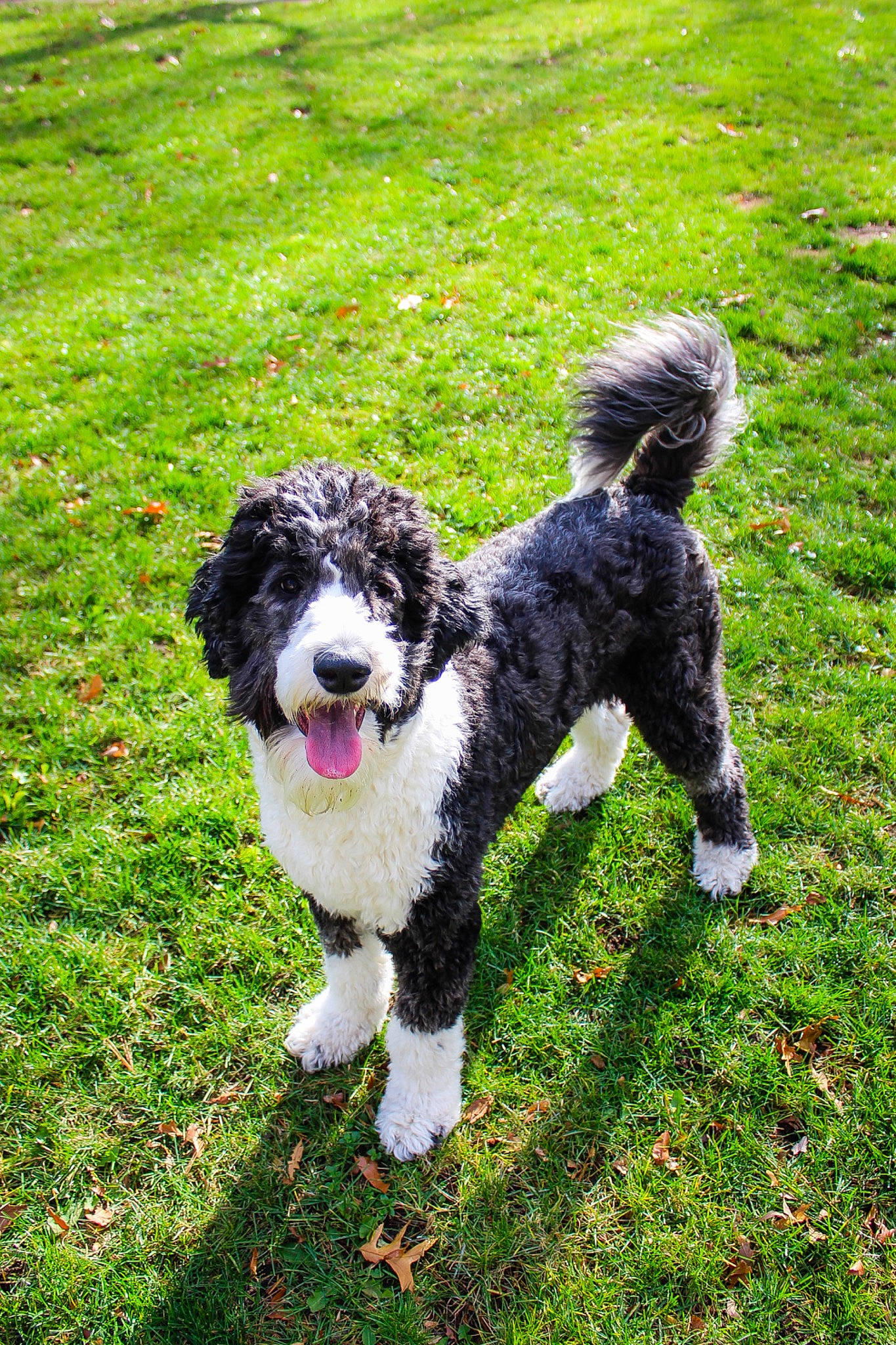 Winifred Irene is registered to the contest to win money with this photo: canidae, carnivore, companion_dog, dog, dog_breed, field, fur, grassland, groundcover, lawn, mammal, pasture, portuguese_water_dog, snout, sporting_group, terrier, tongue, water_dog, working_animal, working_dog