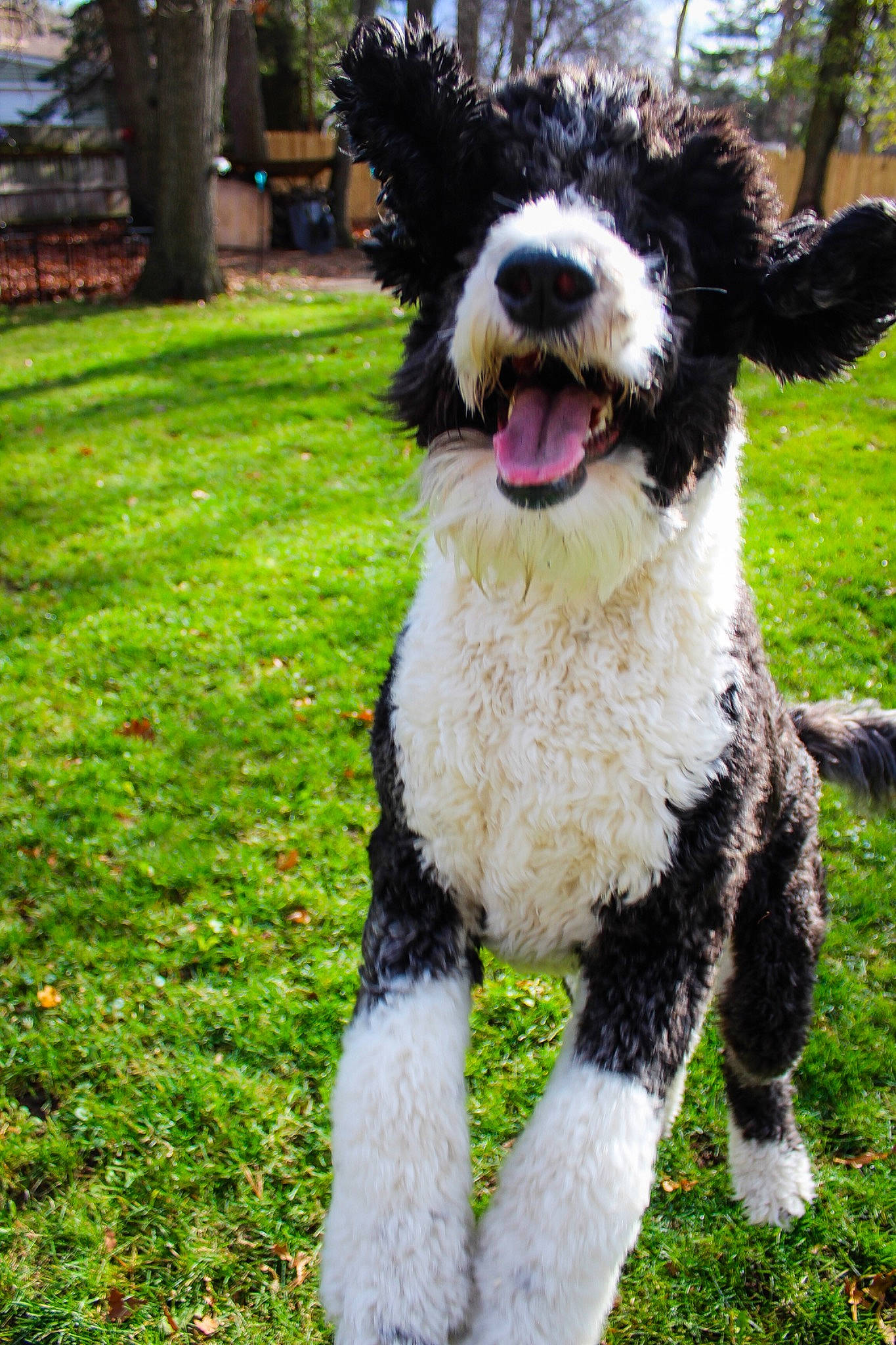 Winifred Irene joined the competition — help win amazing prizes! canidae, carnivore, collar, companion_dog, dog, dog_breed, dog_collar, dog_supply, fur, grass, grass_family, groundcover, lawn, pet_supply, snout, sporting_group, tongue, tooth, vertebrate, working_animal