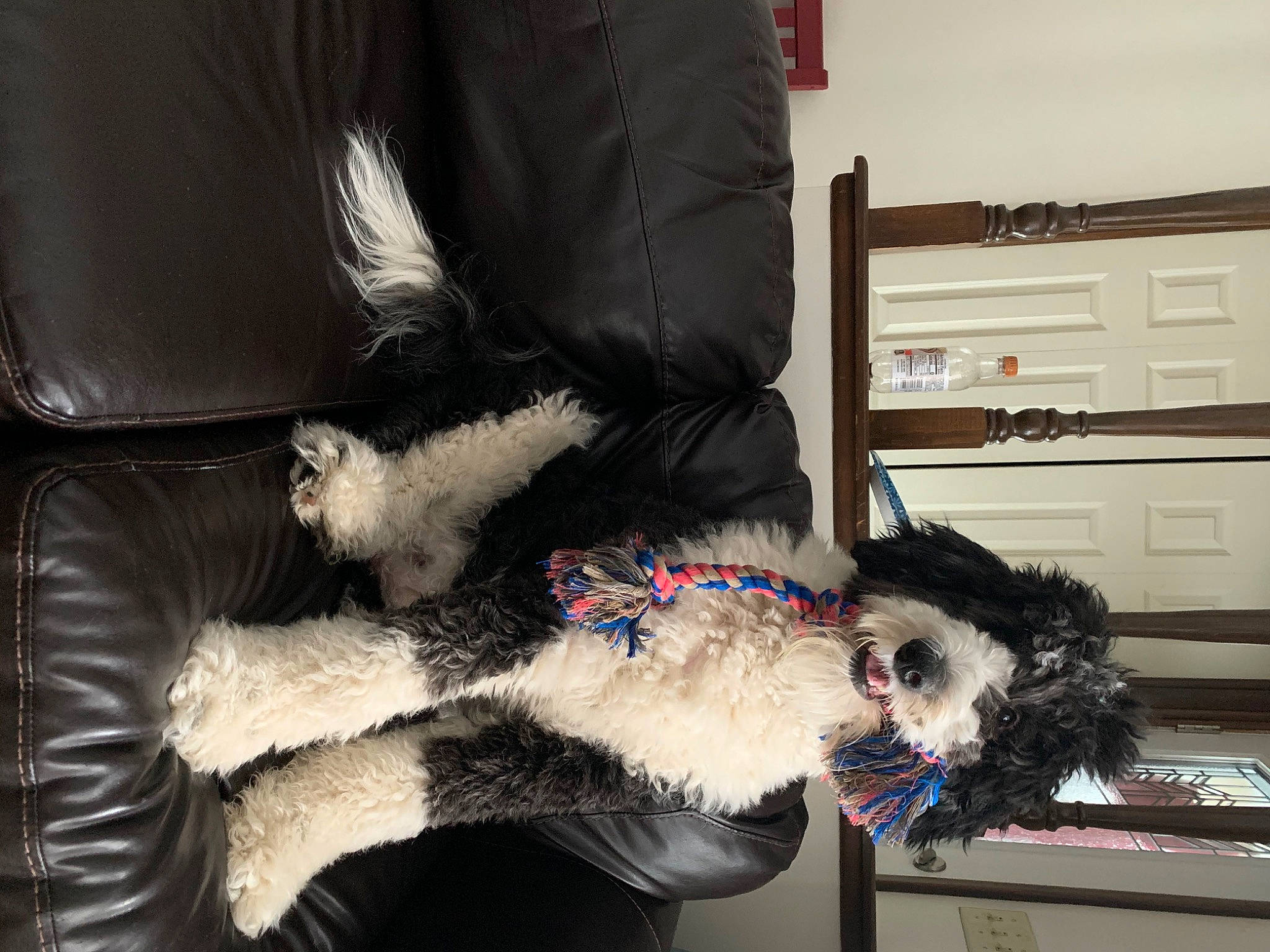 Winifred Irene joined the competition — help win amazing prizes! animal_product, canidae, carnivore, collar, companion_dog, couch, dog, dog_breed, dog_collar, dog_supply, fur, fur_clothing, jacket, leash, leather, natural_material, pet_supply, sporting_group, textile, working_animal