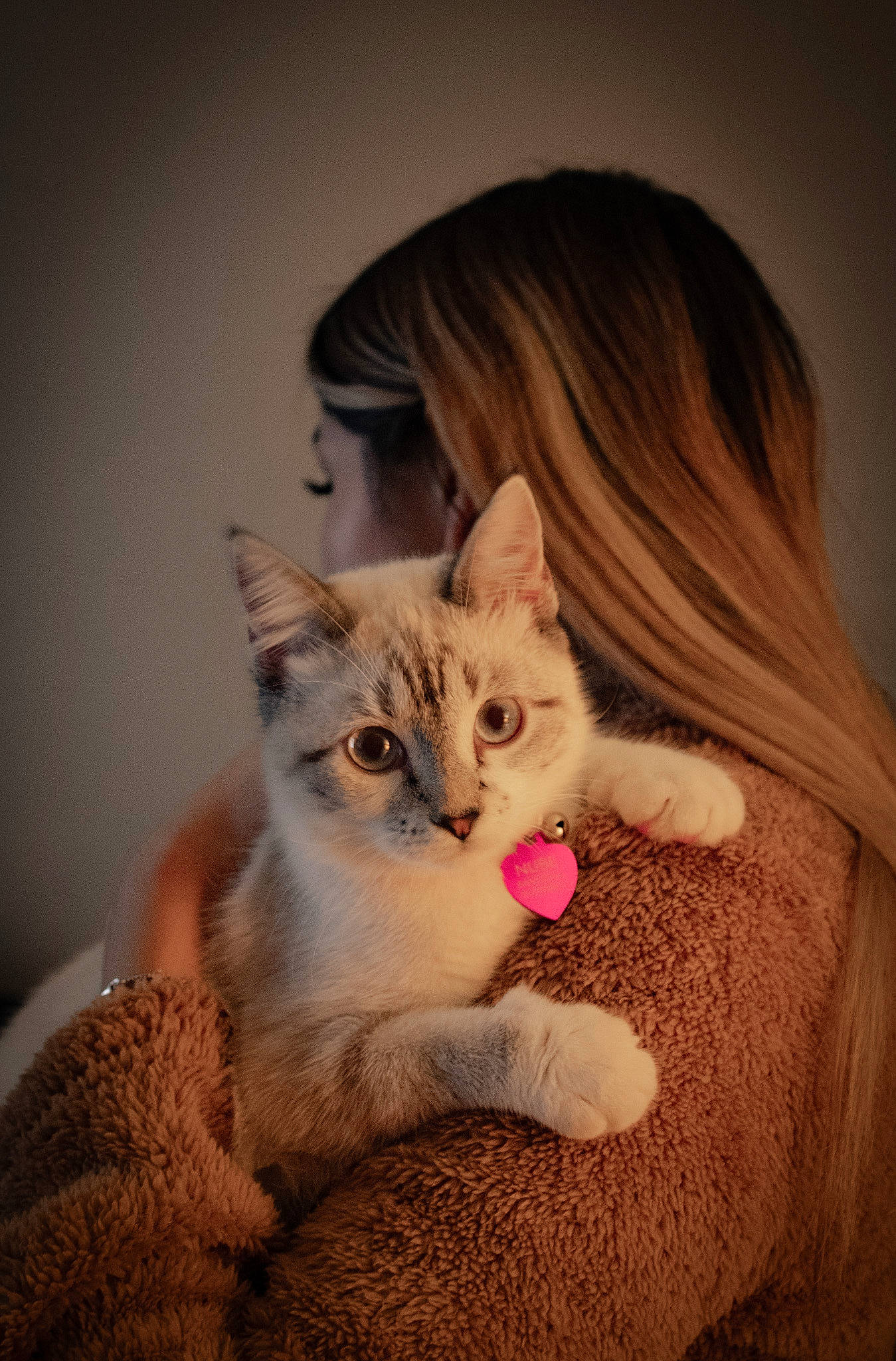 Nube joined the competition — help win amazing prizes! carnivore, cat, domestic_short_haired_cat, ear, eyelash, fawn, felidae, fur, gesture, hair, human_body, iris, neck, sitting, small_to_medium_sized_cats, snout, tail, tree, whiskers, wood