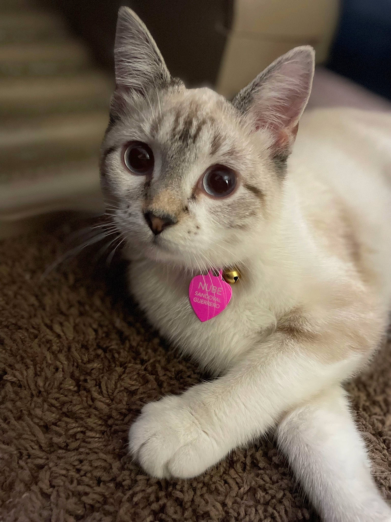 Nube is registered to the contest to win money with this photo: carnivore, cat, cat_supply, cat_toy, claw, comfort, domestic_short_haired_cat, fang, fawn, felidae, foot, fur, paw, photo_caption, small_to_medium_sized_cats, snout, tail, terrestrial_animal, whiskers