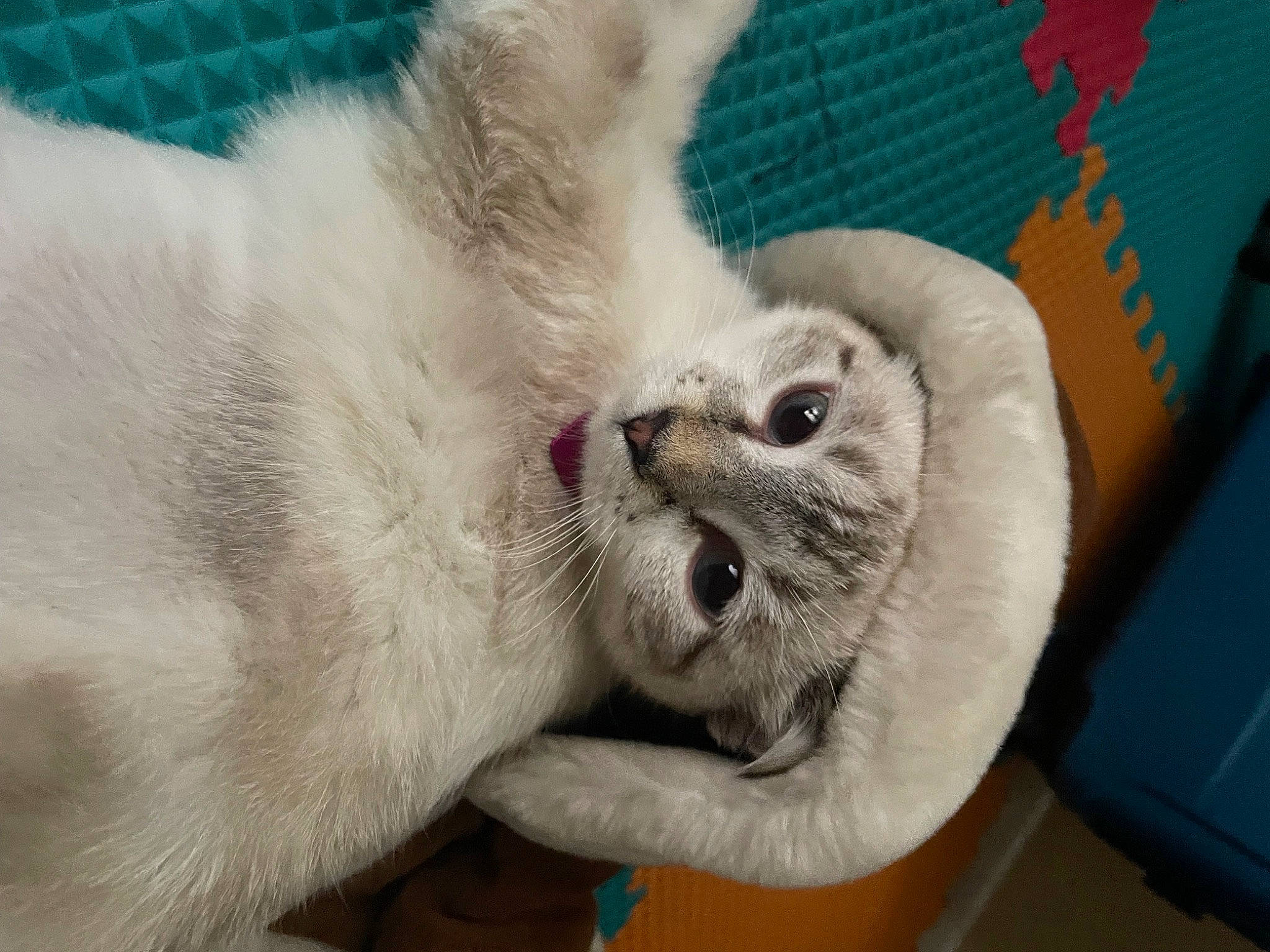 Nube is registered to the contest to win money with this photo: carnivore, cat, cat_bed, cat_supply, claw, comfort, domestic_short_haired_cat, fawn, felidae, fur, nap, paw, pet_supply, small_to_medium_sized_cats, tail, terrestrial_animal, whiskers