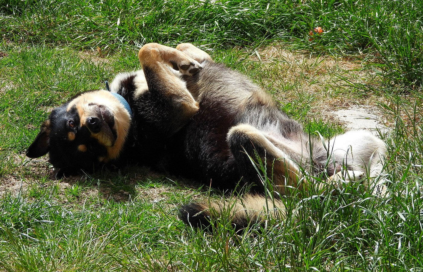 Kiba joined the competition — help win amazing prizes! canidae, carnivore, fawn, fur, grass, nap, pasture, plant, snout, terrestrial_animal, vertebrate, wildlife, zoo