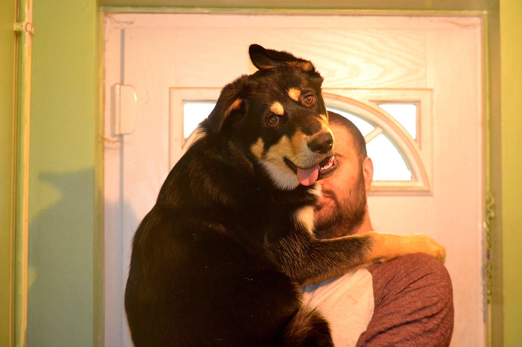 Kiba is registered to the contest to win money with this photo: canidae, carnivore, dog, dog_breed, ear, facial_hair, fur, hair, jaw, tooth