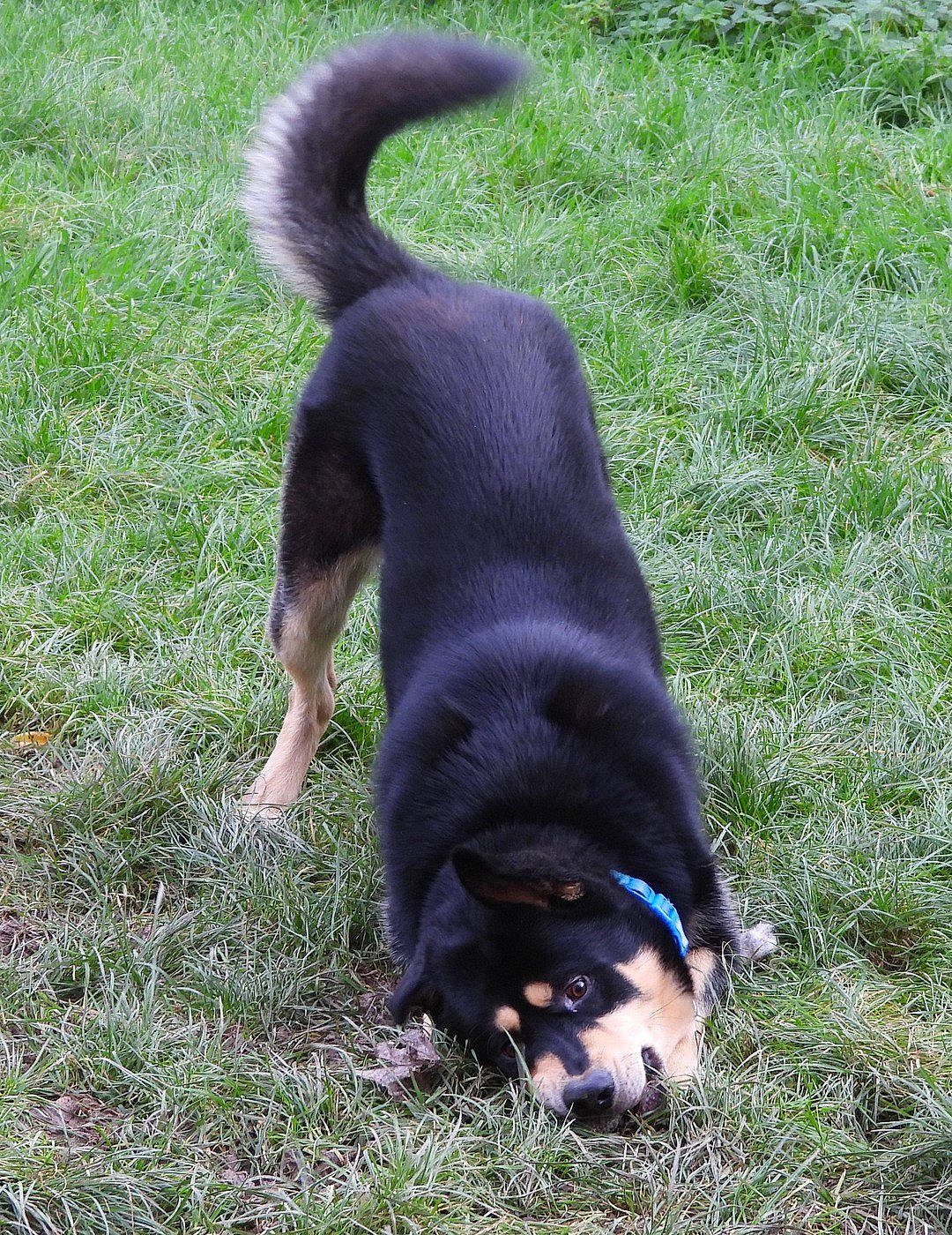 Kiba joined the competition — help win amazing prizes! canidae, carnivore, companion_dog, dog, dog_breed, english_shepherd, grass, labrador_husky, lapponian_herder, mammal, puppy, rare_breed_dog, sporting_group, tail, vertebrate