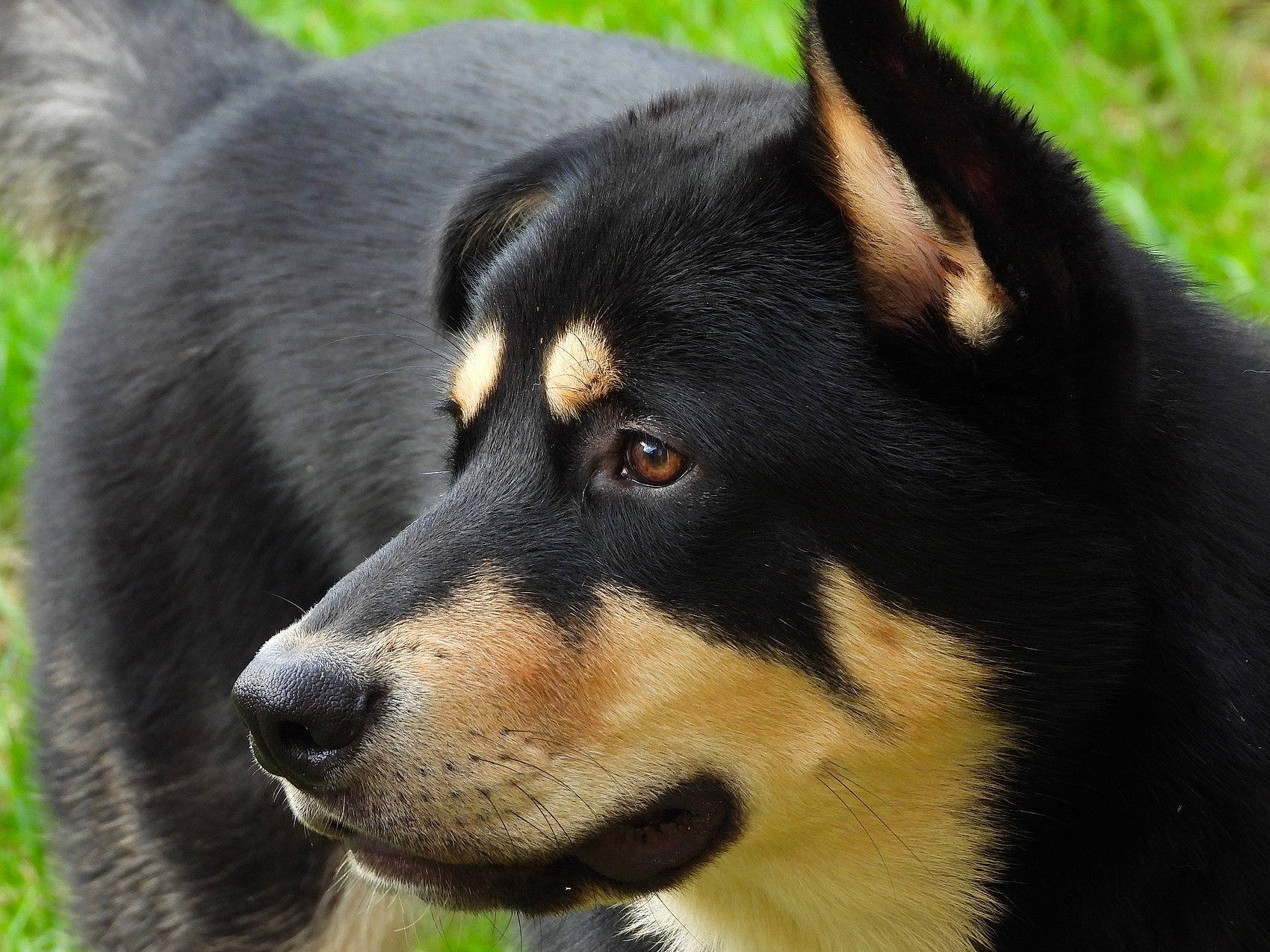 Kiba is registered to the contest to win money with this photo: ancient_dog_breeds, canidae, carnivore, companion_dog, dog, dog_breed, finnish_lapphund, herding_dog, lapponian_herder, mammal, nose, rare_breed_dog, siberian_husky, snout, vertebrate