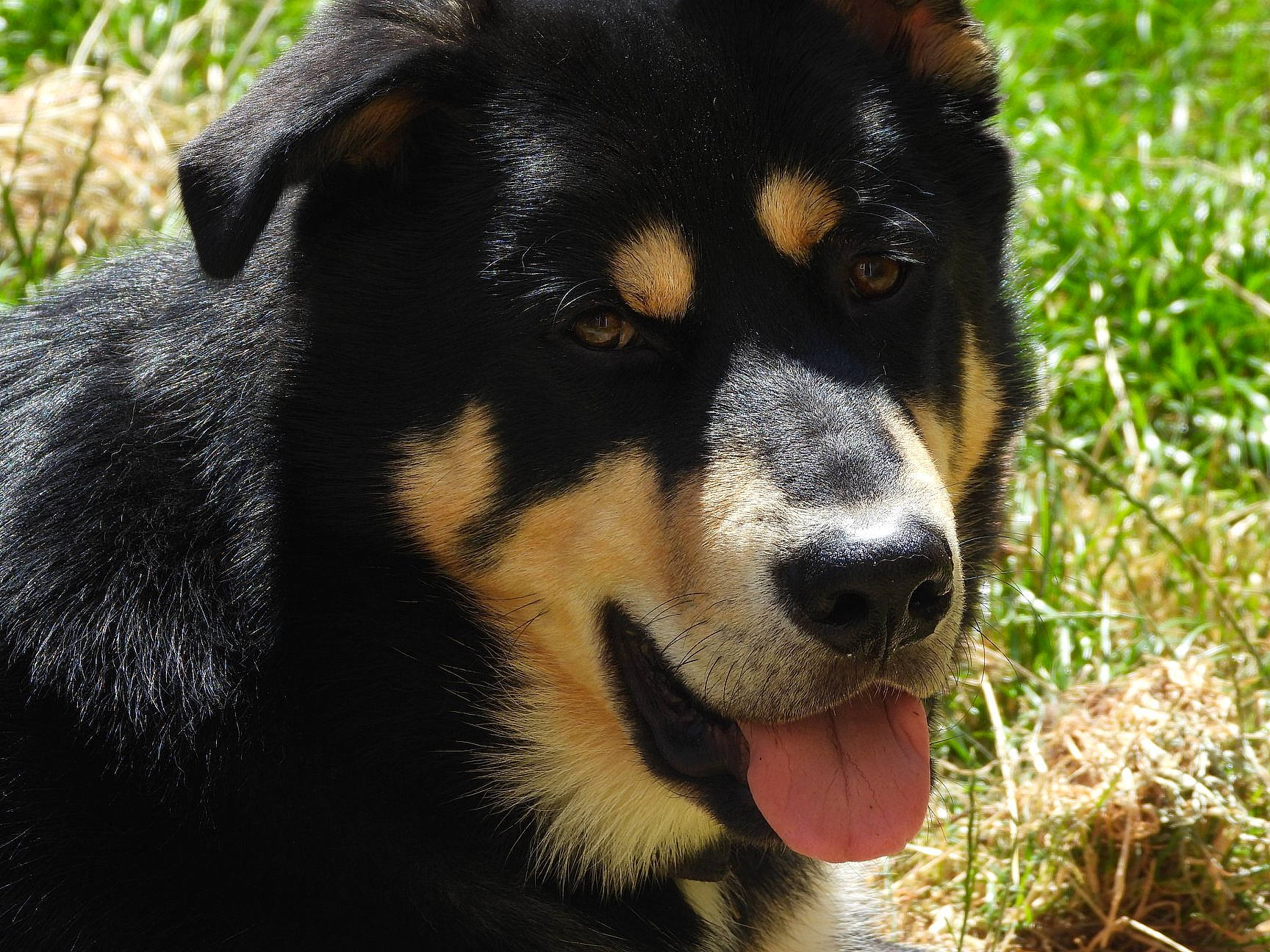 Kiba joined the competition — help win amazing prizes! ancient_dog_breeds, appenzeller_sennenhund, canidae, carnivore, companion_dog, dog, dog_breed, english_shepherd, herding_dog, huntaway, lapponian_herder, mammal, nose, puppy, rare_breed_dog, snout, vertebrate, whiskers, working_dog